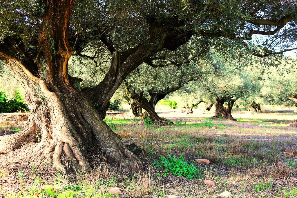 How do Olive Trees Capture Carbon