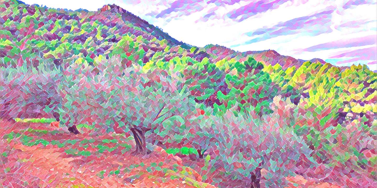 Olive Grove in the Mid Spanish Mountains
