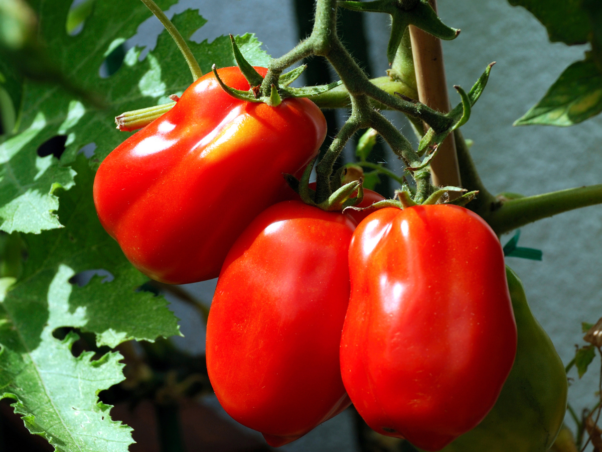 Italian or plum tomatoes