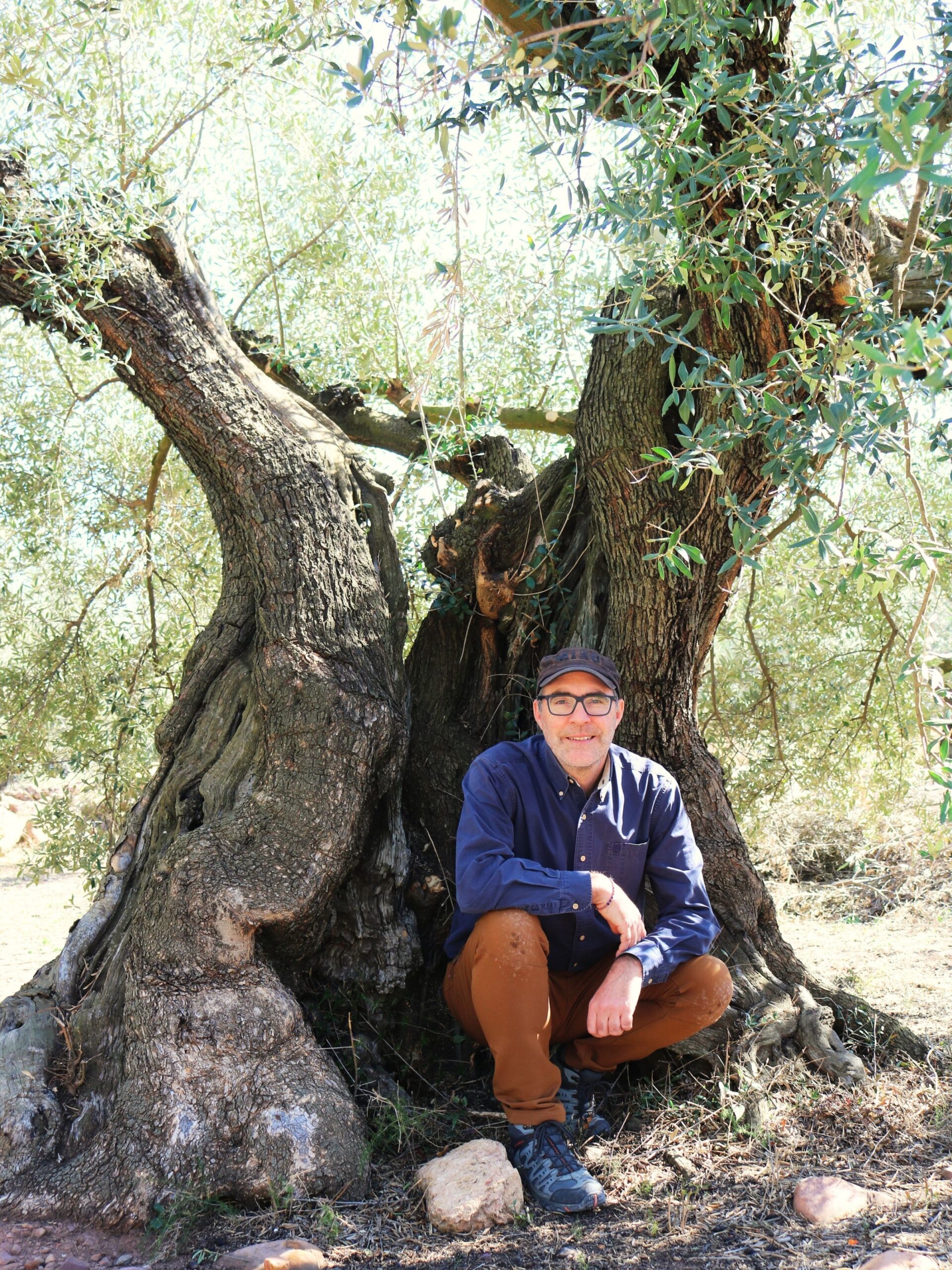 Serriana Neil Olive Tree Neil Lewis of Serriana Olive Oil in the crevice of an ancient olive tree Sierra Espadan