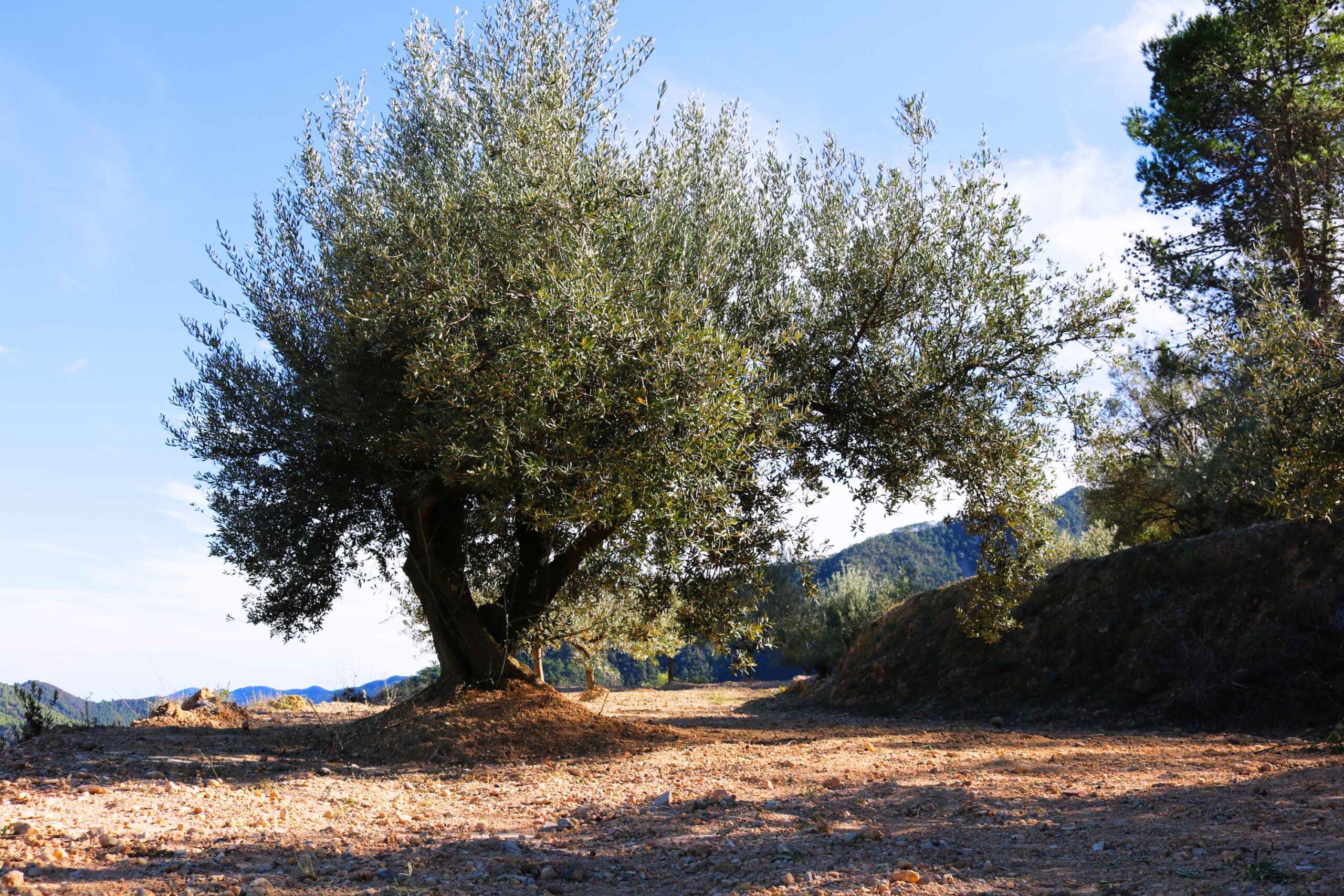 Sierra Espadan mountain and olive tree Olive Tree high in the Sierra Espadan the home of Serriana Olive Oil